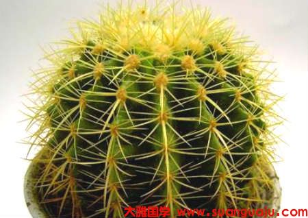 阳台种什么植物最旺风水 算命风水网​ (图2)