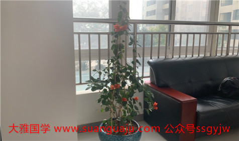 居家种养植物的喜忌原则 易经风水网​ 