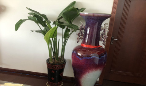 招财风水布局-大厅放什么植物最旺财 还能提升风水（图解）(图2)
