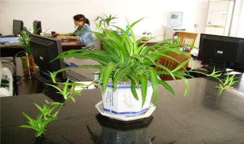 办公室摆放过多植物对风水有哪些影响 周易风水算命​详解