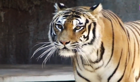 2022年七月十三出生的虎宝宝命运 真人算命一条街八字算命(图2)